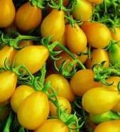 Tomato 20 seeds "Yellow pear"