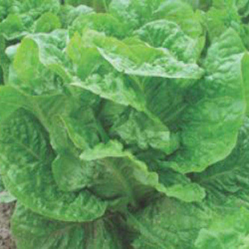 Lettuce 100 seeds" Parris island"