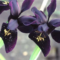Iris 10 seeds "Black gold"
