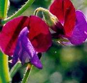 Sweet pea 6 seeds "Matucana"
