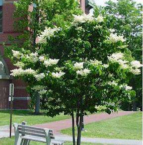 Syringa reticulata 10 seeds "Japanese lilac tree"