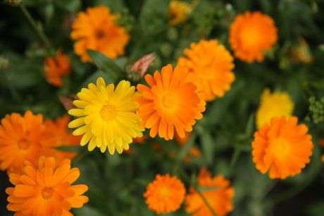 Calendula 85 seeds "Marigold"