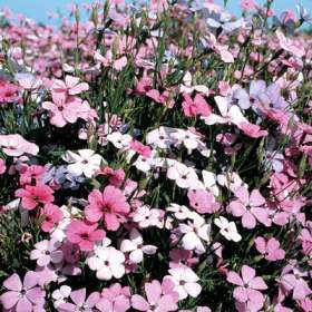Viscaria 250 seeds "Rose of Heaven"