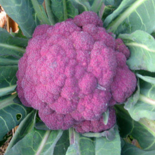 Cauliflower 10 seeds "Purple of Sicily"