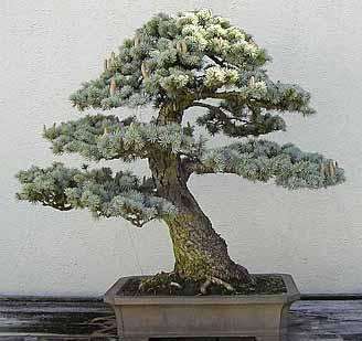 Cryptomeria japonica 15 seeds "Japanese cedar"