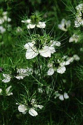 Nigella sativa 40 seeds "BLACK CUMIN"