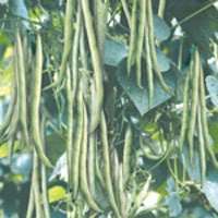 BEAN 10 seeds "Pole- French white"