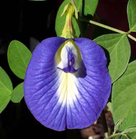 Clitoria ternatea 10 seeds "Butterflypea mix"