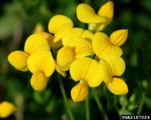 Lotus 120 seeds "Birdsfoot trefoil"