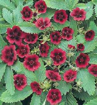 POTENTILLA 75 seeds 'MONARCH'S VELVET'