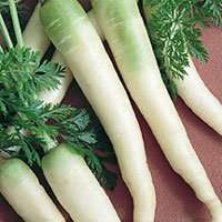 Carrot 50 seeds "Lunar white"