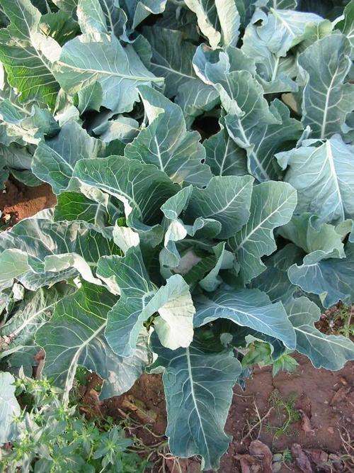 Kale 50 seeds "Blue-Ridge"