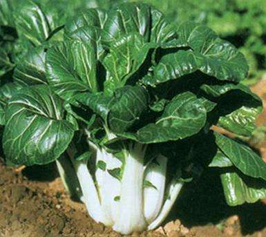 Pak choy 80+ Seeds "Dwarf Nai You Bok Choy"