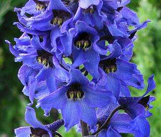 Delphinium elatum 35 seeds "Connecticut Yankee mix"