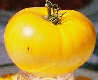 TOMATO 10 seeds "BRADYWINE YELLOW"