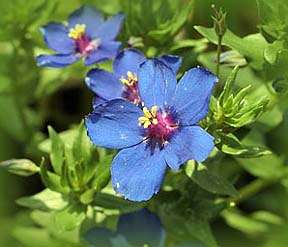 Anagallis monelii 200+ seeds "Blue Pimpernel"