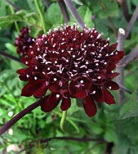 Scabiosa atropurpurea 4 seeds "Chat Noir"