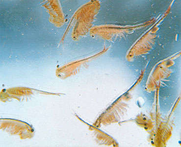 Dried fairy shrimp 1000+ eggs- Freshwater shrimp