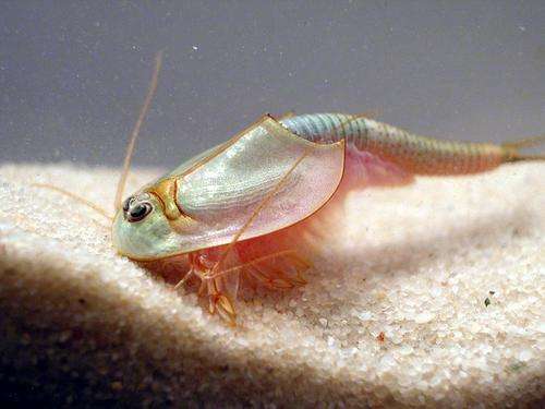 Triops longicaudatus 20 eggs- Freshwater crustacean