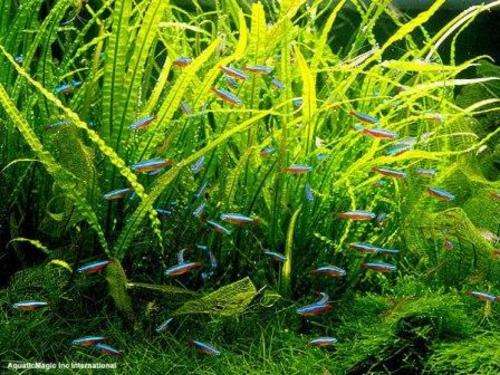 Aquarium plant- Narrow Leaf Java Fern- LIVE PLANT