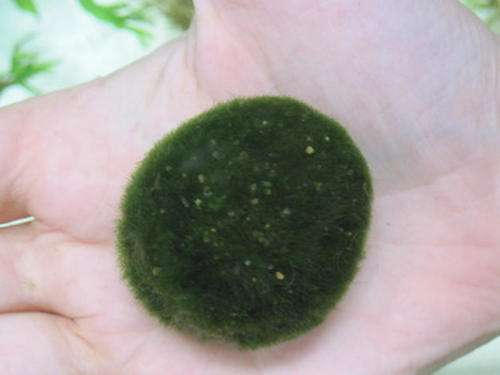 Aquarium plant- Marimo ball- LIVE PLANT