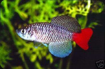 Nothobranchius- Killifish 50 EGGS