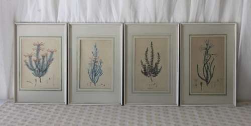 4x AWESOME VINTAGE ILLUSTRATIONS OF BOTANICAL "HEATH" FLORA FOUND IN THE CAPE OF GOOD HOPE bid/print
