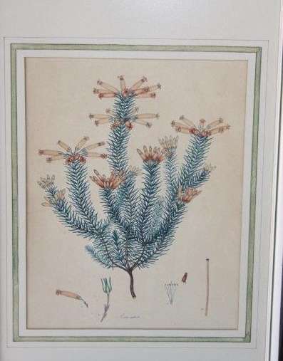 4x AWESOME VINTAGE ILLUSTRATIONS OF BOTANICAL "HEATH" FLORA FOUND IN THE CAPE OF GOOD HOPE bid/print