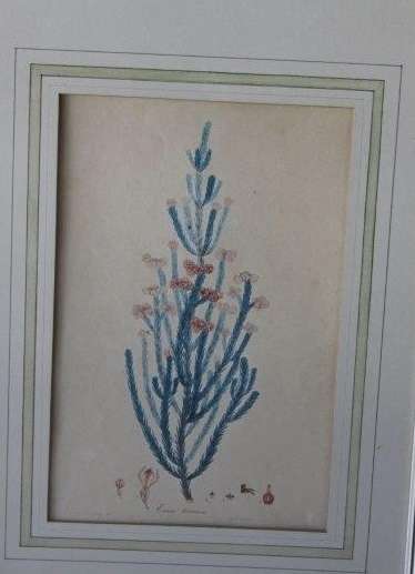 4x AWESOME VINTAGE ILLUSTRATIONS OF BOTANICAL "HEATH" FLORA FOUND IN THE CAPE OF GOOD HOPE bid/print
