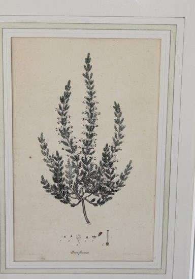 4x AWESOME VINTAGE ILLUSTRATIONS OF BOTANICAL "HEATH" FLORA FOUND IN THE CAPE OF GOOD HOPE bid/print