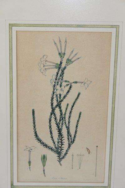 4x AWESOME VINTAGE ILLUSTRATIONS OF BOTANICAL "HEATH" FLORA FOUND IN THE CAPE OF GOOD HOPE bid/print