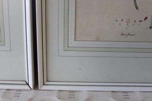4x AWESOME VINTAGE ILLUSTRATIONS OF BOTANICAL "HEATH" FLORA FOUND IN THE CAPE OF GOOD HOPE bid/print