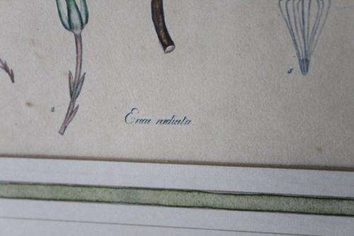 4x AWESOME VINTAGE ILLUSTRATIONS OF BOTANICAL "HEATH" FLORA FOUND IN THE CAPE OF GOOD HOPE bid/print