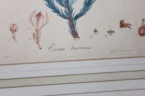 4x AWESOME VINTAGE ILLUSTRATIONS OF BOTANICAL "HEATH" FLORA FOUND IN THE CAPE OF GOOD HOPE bid/print