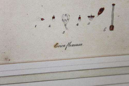 4x AWESOME VINTAGE ILLUSTRATIONS OF BOTANICAL "HEATH" FLORA FOUND IN THE CAPE OF GOOD HOPE bid/print