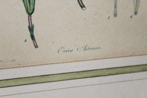 4x AWESOME VINTAGE ILLUSTRATIONS OF BOTANICAL "HEATH" FLORA FOUND IN THE CAPE OF GOOD HOPE bid/print