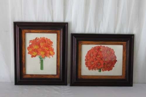 2x STUNNINGLY FRAMED "CLIVEIA" BOTANICAL PRINTS OF THE 1895 BOTANICAL SKETCH CATALOGUE bid/print