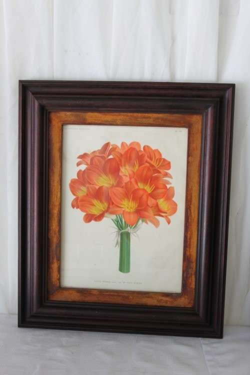 2x STUNNINGLY FRAMED "CLIVEIA" BOTANICAL PRINTS OF THE 1895 BOTANICAL SKETCH CATALOGUE bid/print