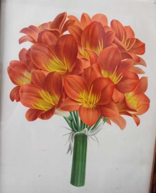 2x STUNNINGLY FRAMED "CLIVEIA" BOTANICAL PRINTS OF THE 1895 BOTANICAL SKETCH CATALOGUE bid/print
