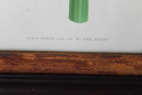 2x STUNNINGLY FRAMED "CLIVEIA" BOTANICAL PRINTS OF THE 1895 BOTANICAL SKETCH CATALOGUE bid/print