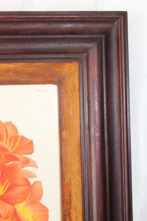 2x STUNNINGLY FRAMED "CLIVEIA" BOTANICAL PRINTS OF THE 1895 BOTANICAL SKETCH CATALOGUE bid/print