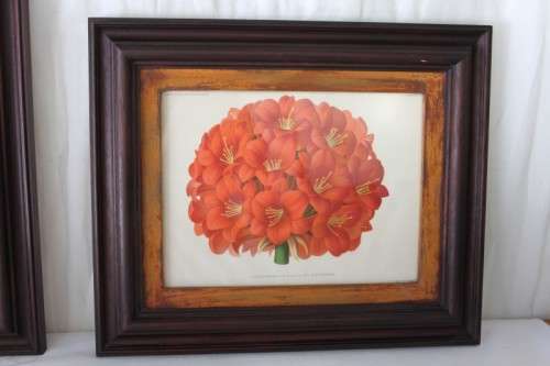 2x STUNNINGLY FRAMED "CLIVEIA" BOTANICAL PRINTS OF THE 1895 BOTANICAL SKETCH CATALOGUE bid/print