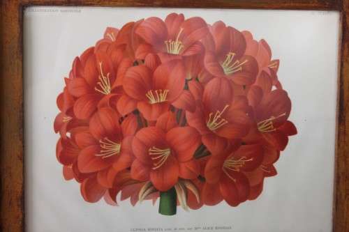 2x STUNNINGLY FRAMED "CLIVEIA" BOTANICAL PRINTS OF THE 1895 BOTANICAL SKETCH CATALOGUE bid/print