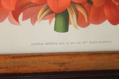 2x STUNNINGLY FRAMED "CLIVEIA" BOTANICAL PRINTS OF THE 1895 BOTANICAL SKETCH CATALOGUE bid/print