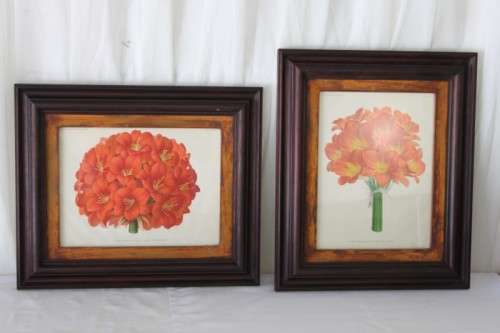 2x STUNNINGLY FRAMED "CLIVEIA" BOTANICAL PRINTS OF THE 1895 BOTANICAL SKETCH CATALOGUE bid/print