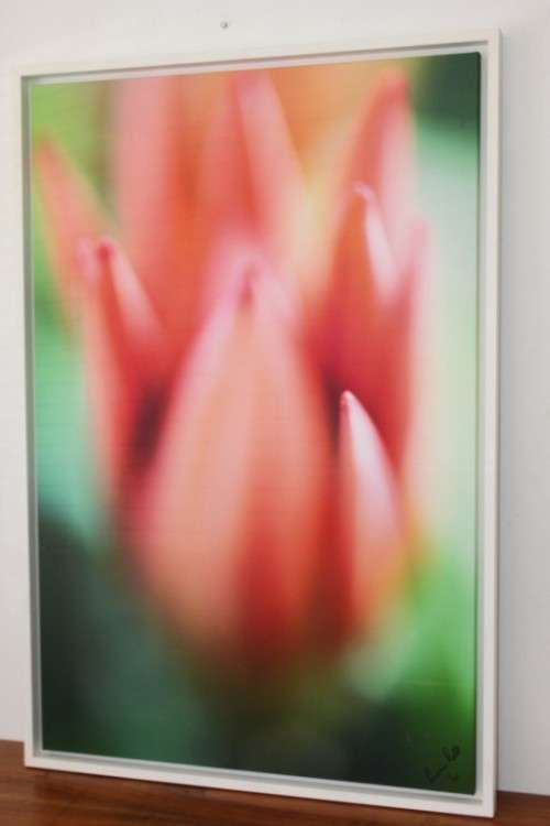 An amazing limited edition "abstract" photograph print of a flower - signed and numbered - RS17Sale