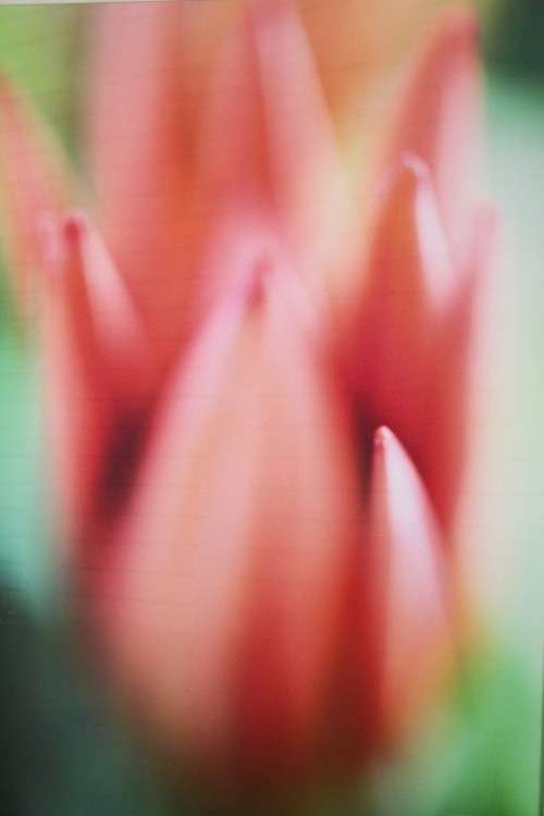 An amazing limited edition "abstract" photograph print of a flower - signed and numbered - RS17Sale