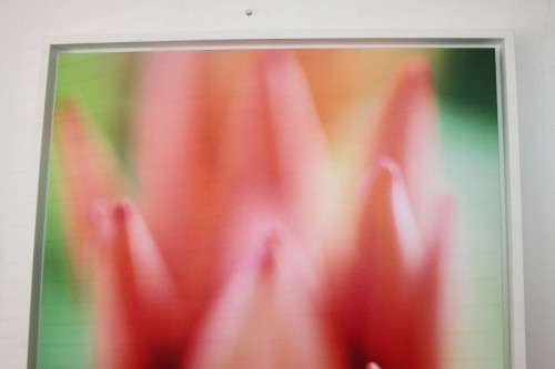 An amazing limited edition "abstract" photograph print of a flower - signed and numbered - RS17Sale