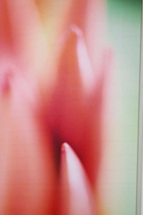 An amazing limited edition "abstract" photograph print of a flower - signed and numbered - RS17Sale