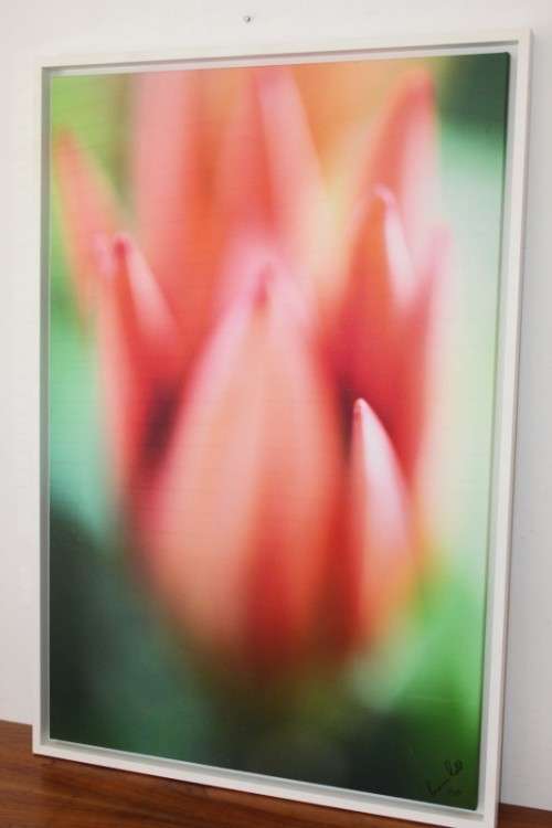 An amazing limited edition "abstract" photograph print of a flower - signed and numbered - RS17Sale